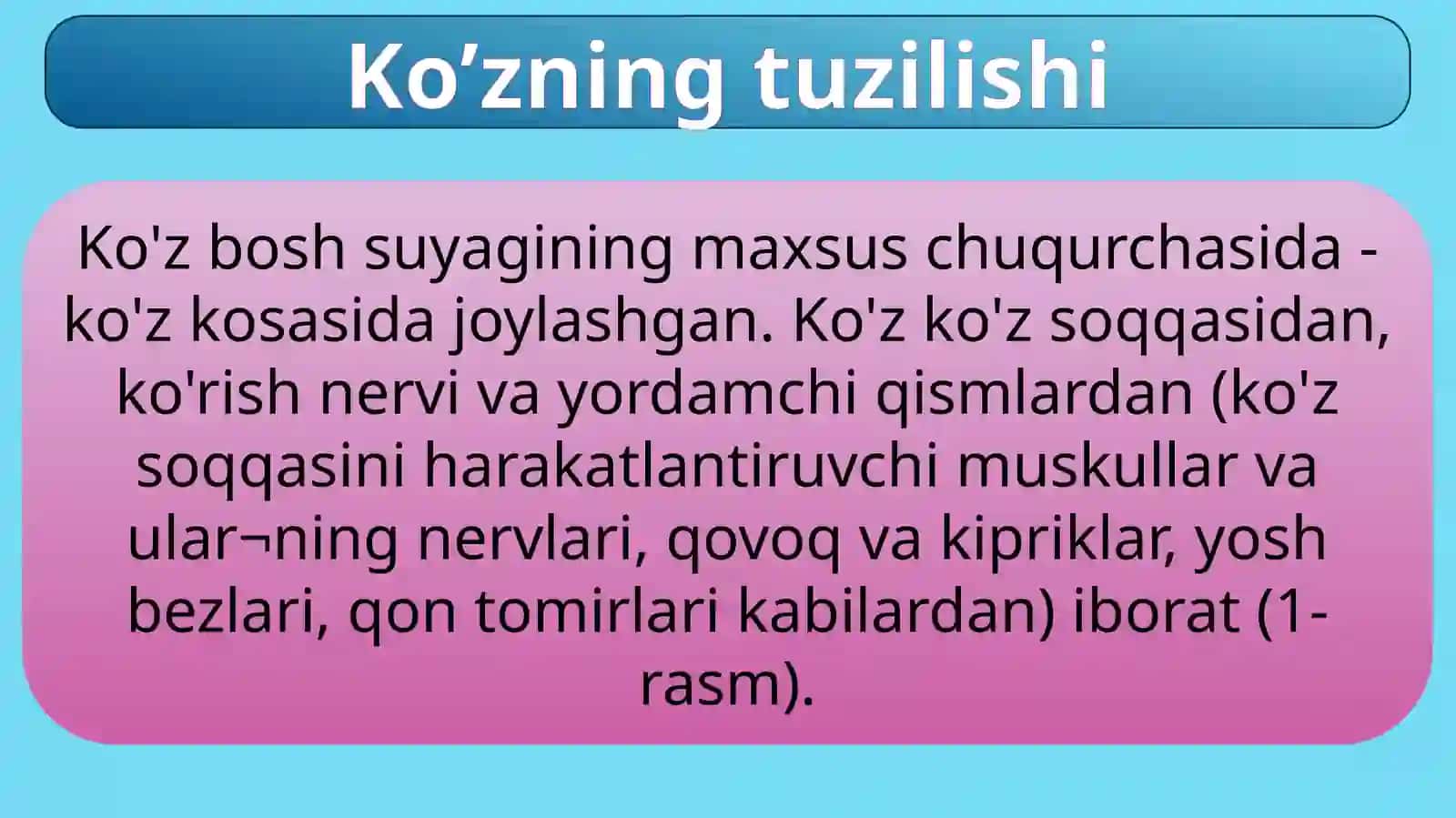 Ko’zning tuzilishi 3