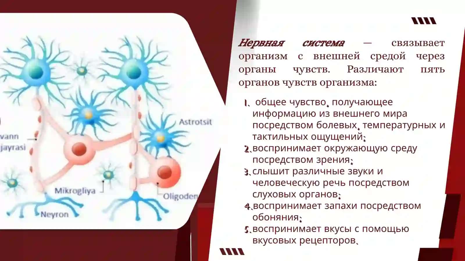 Нервная система 3