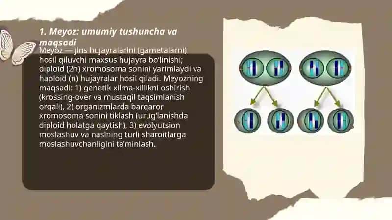 Meyoz 3