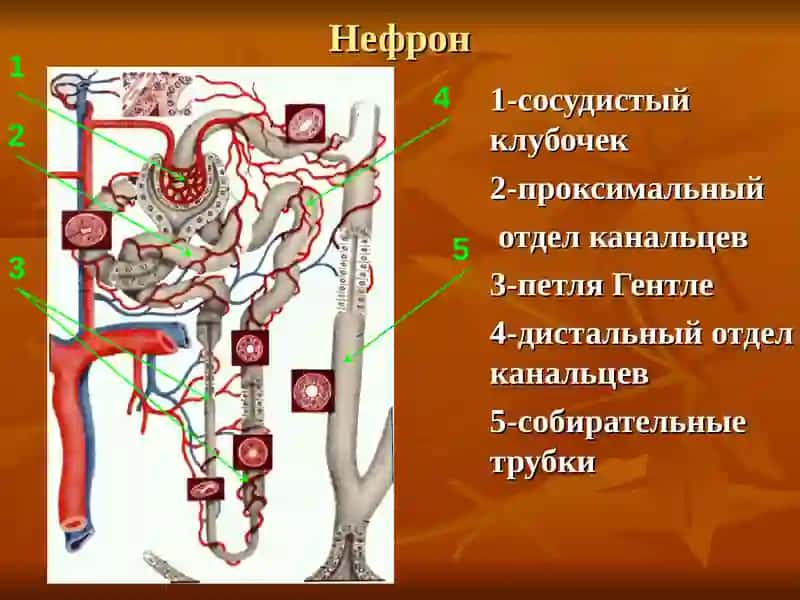 ХРОНИЧЕСКИЙ ГЛОМЕРУЛОНЕФРИТ 3