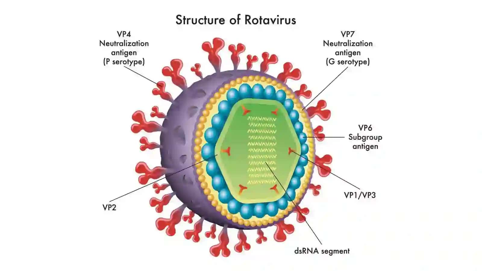 ROTAVIRUS 3