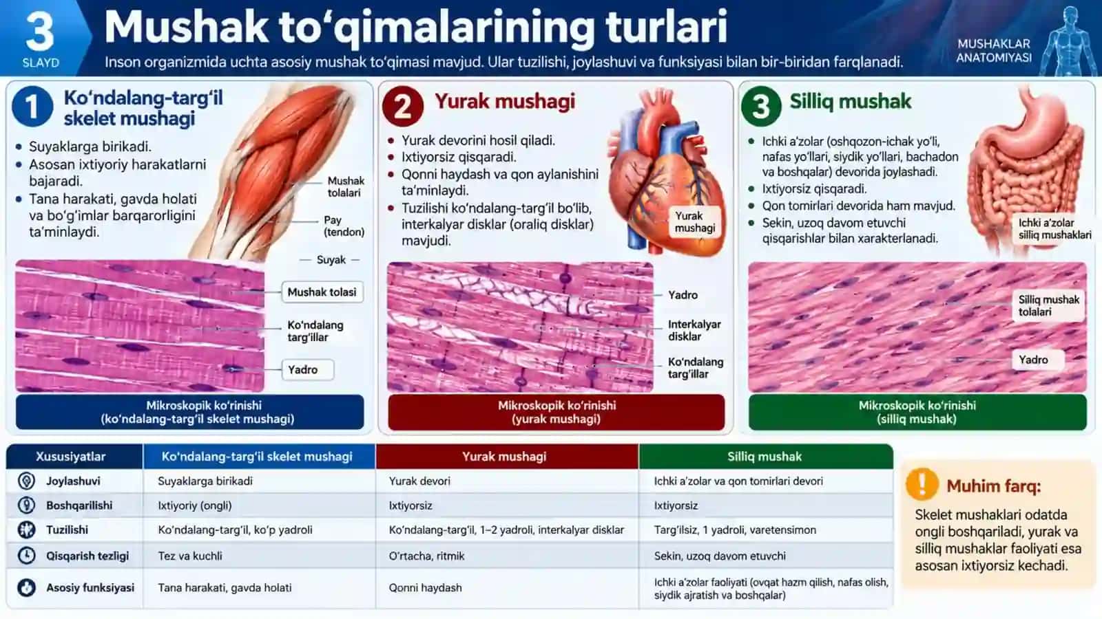Mushaklar anatomiyasi — Professional taqdimot (16 slayd) 3