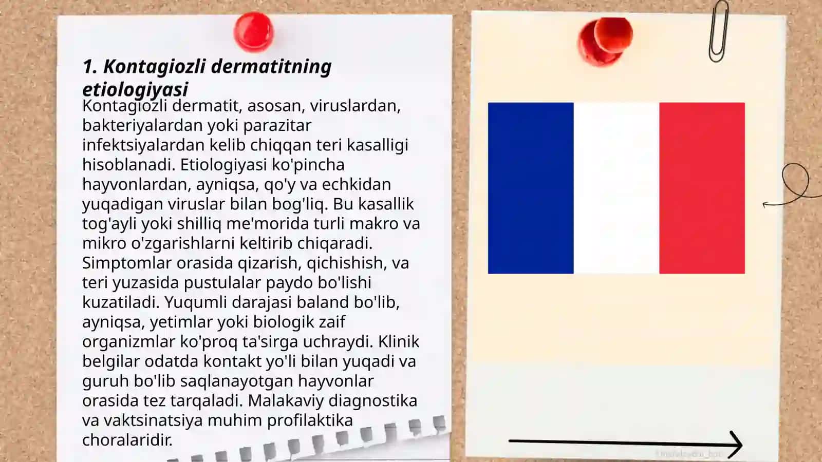 Qo'y va echkilarning kontagiozli dermatit kasalligining patomorfologiyasi 3