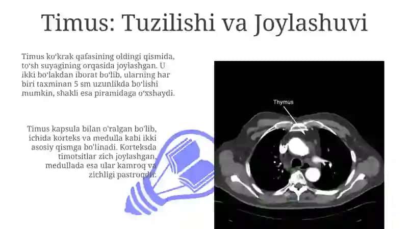 Ayrisimonbez (timus) 3