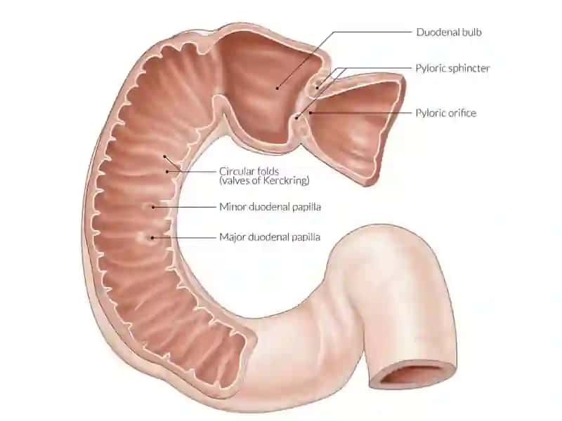 Enter et pancreas 3