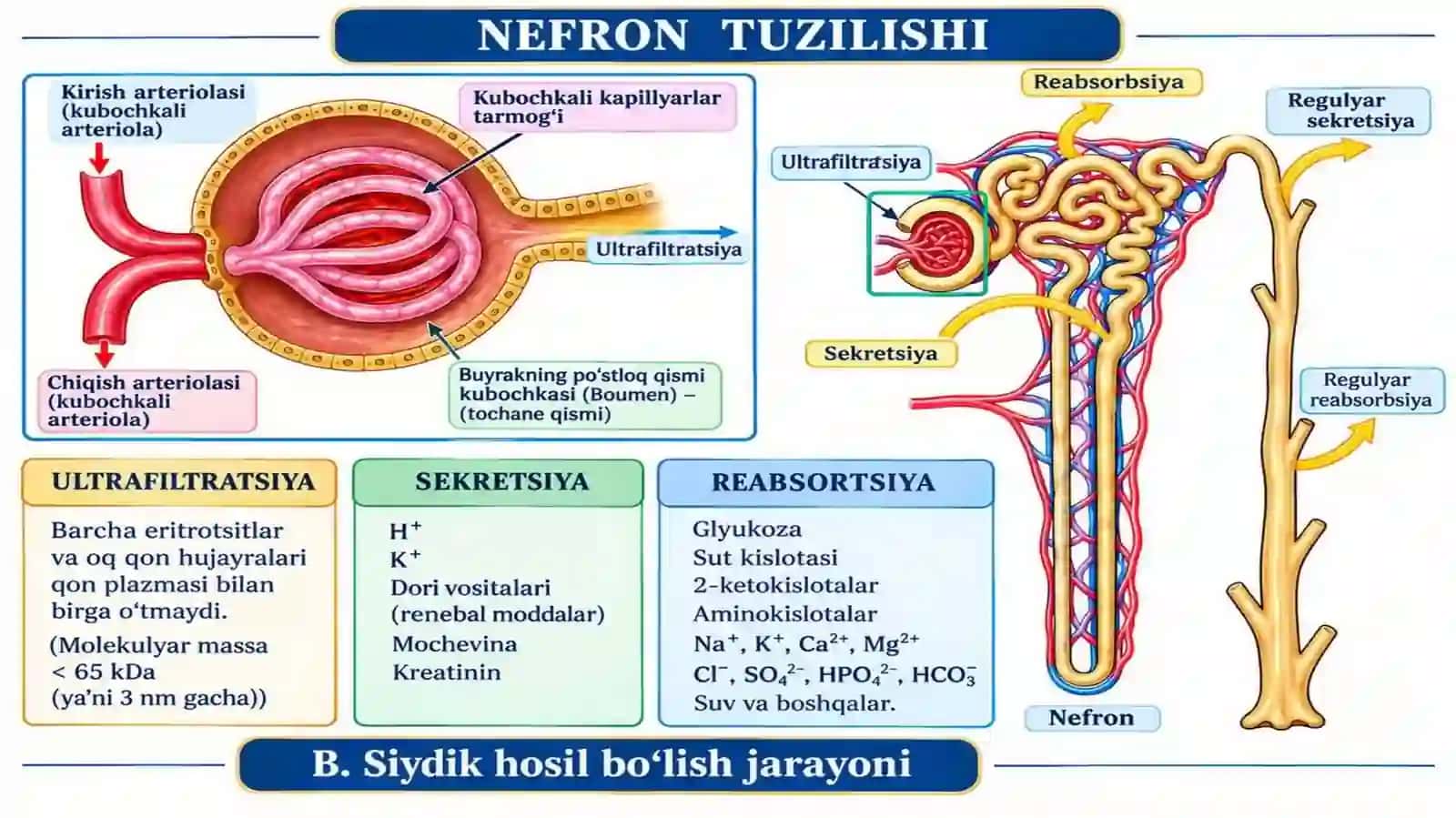 PYELONEFRIT 3