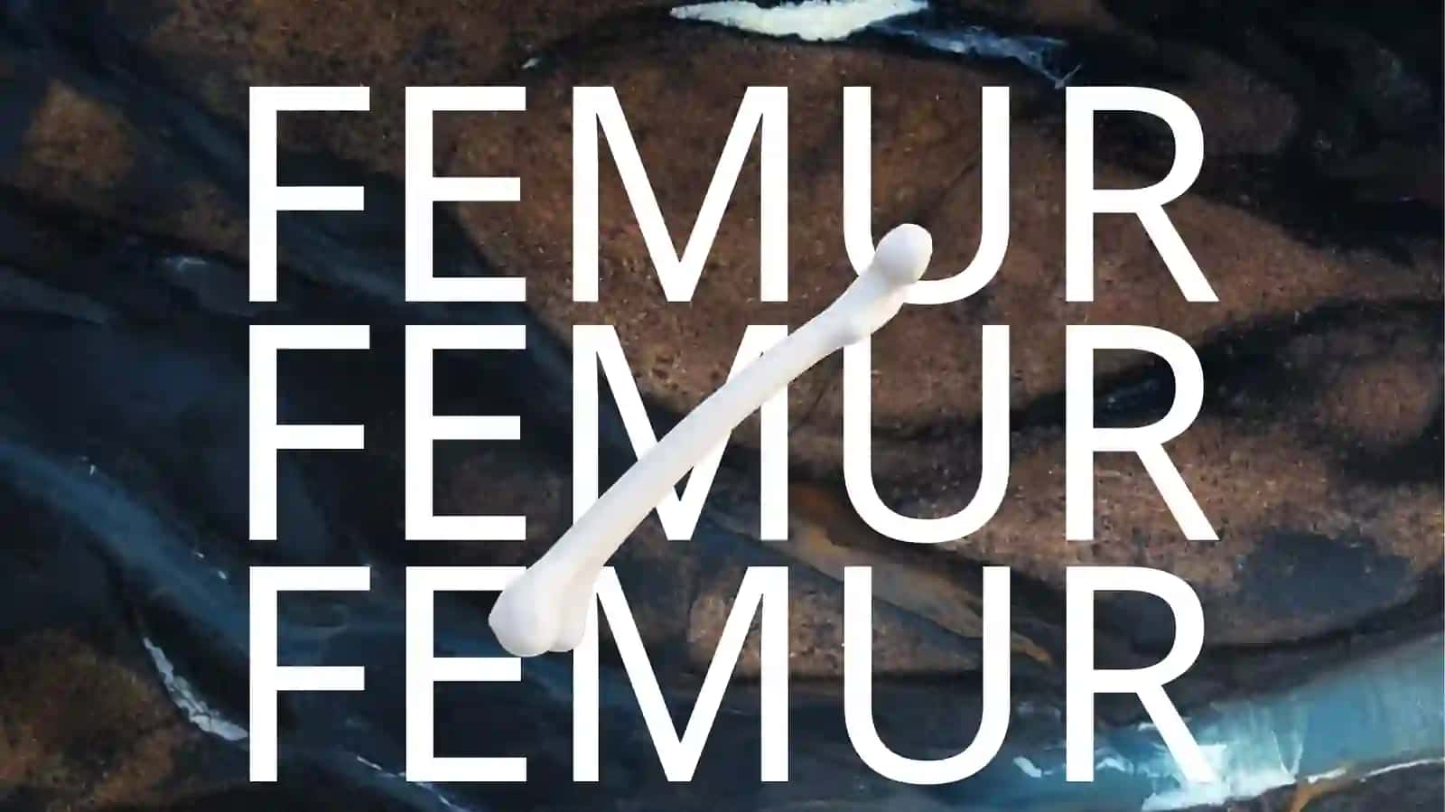 FEMUR 3