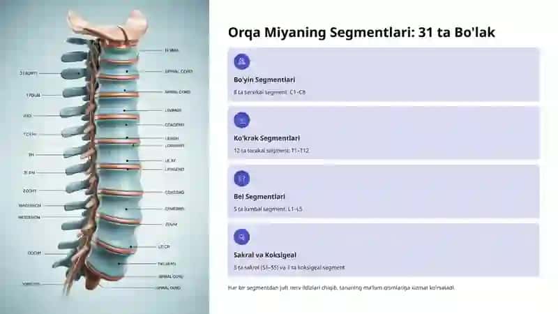 Orqa Miya Segmentlari va Darajalari 3