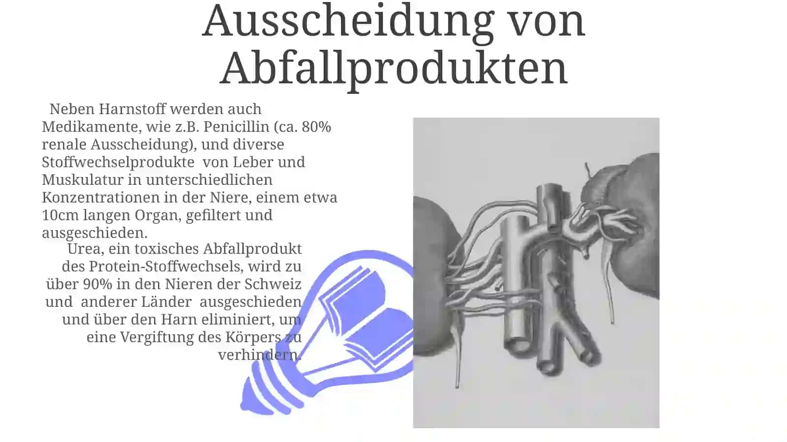 DieNieren 3