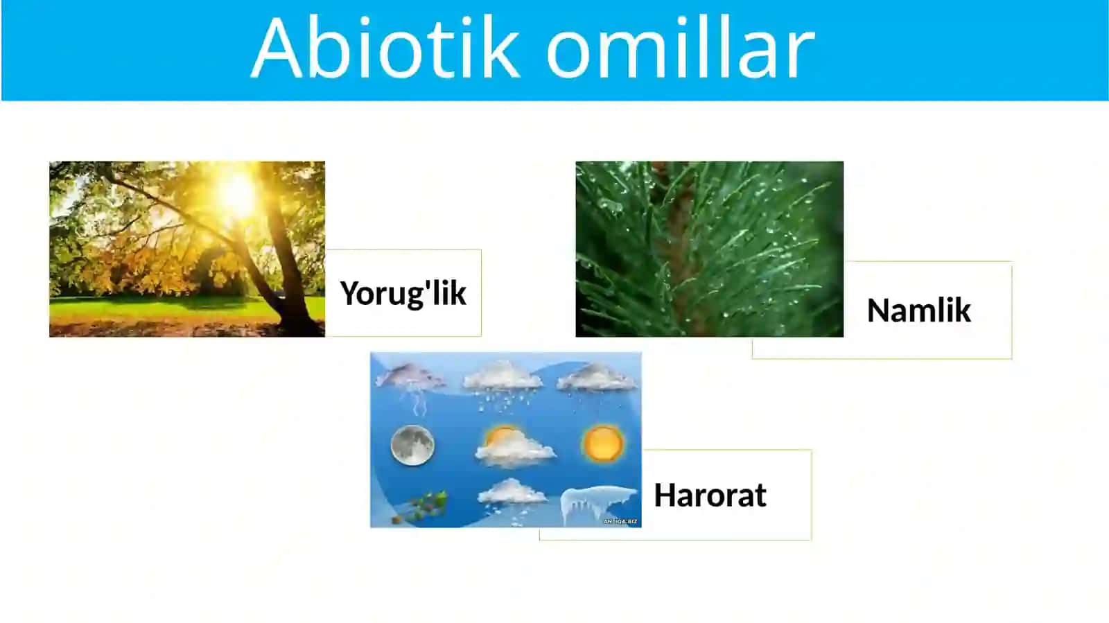 Ekologikomillar 3