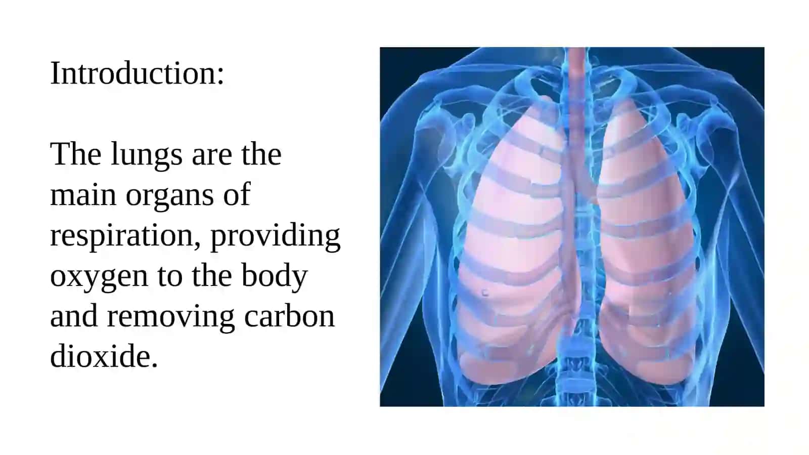 Lungs and a pulmonary system 3