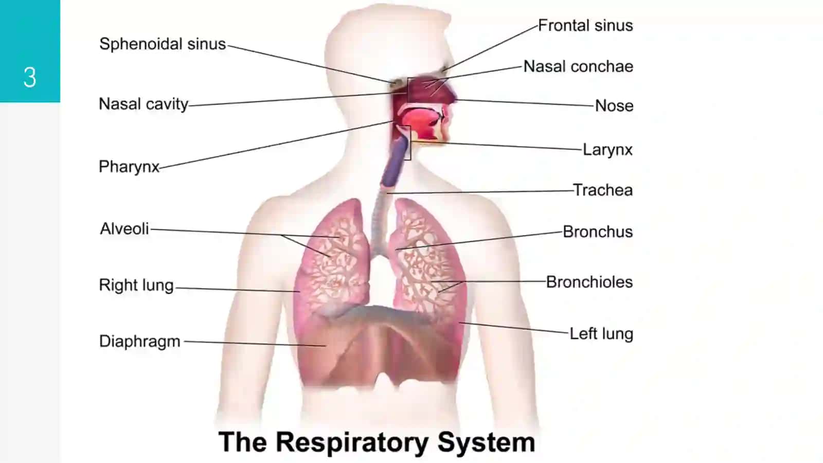 Respiratory system 3