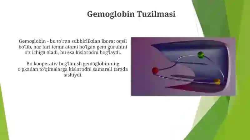Gemoglobin Tuzilmasi 3