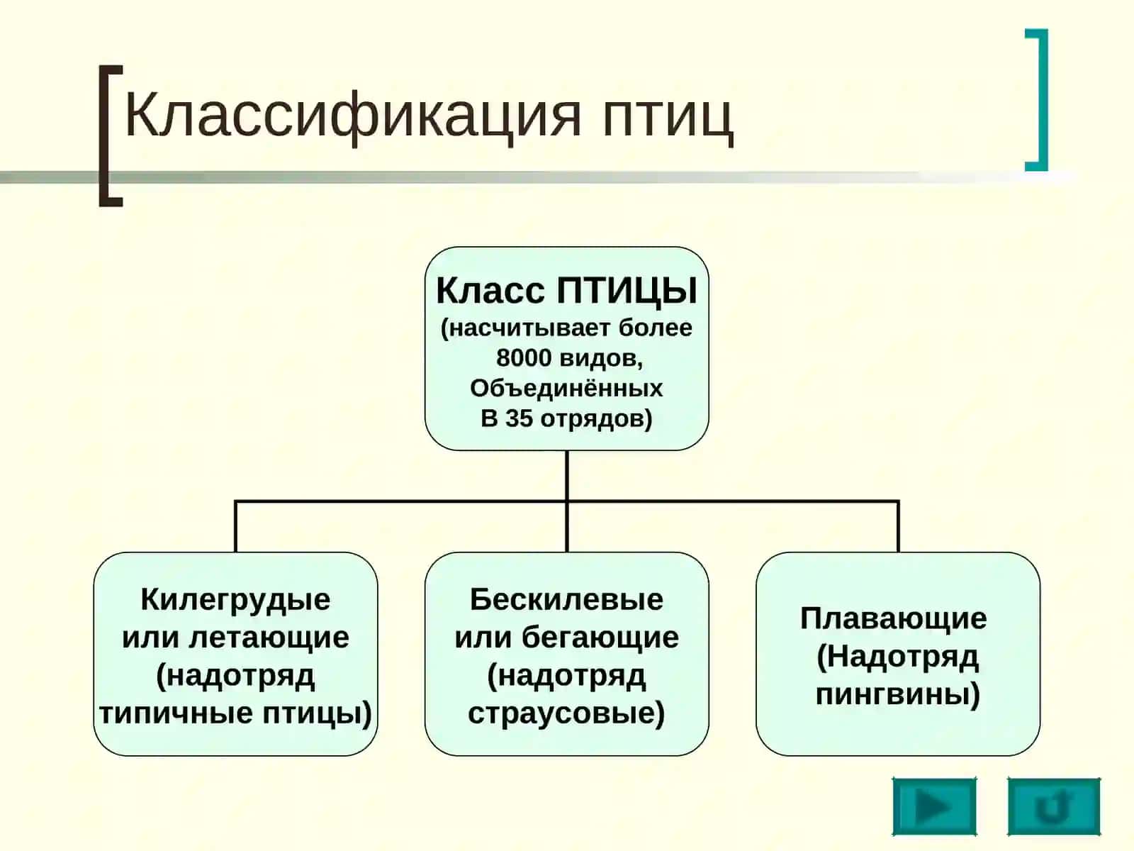 Класс ПТИЦЫ 3
