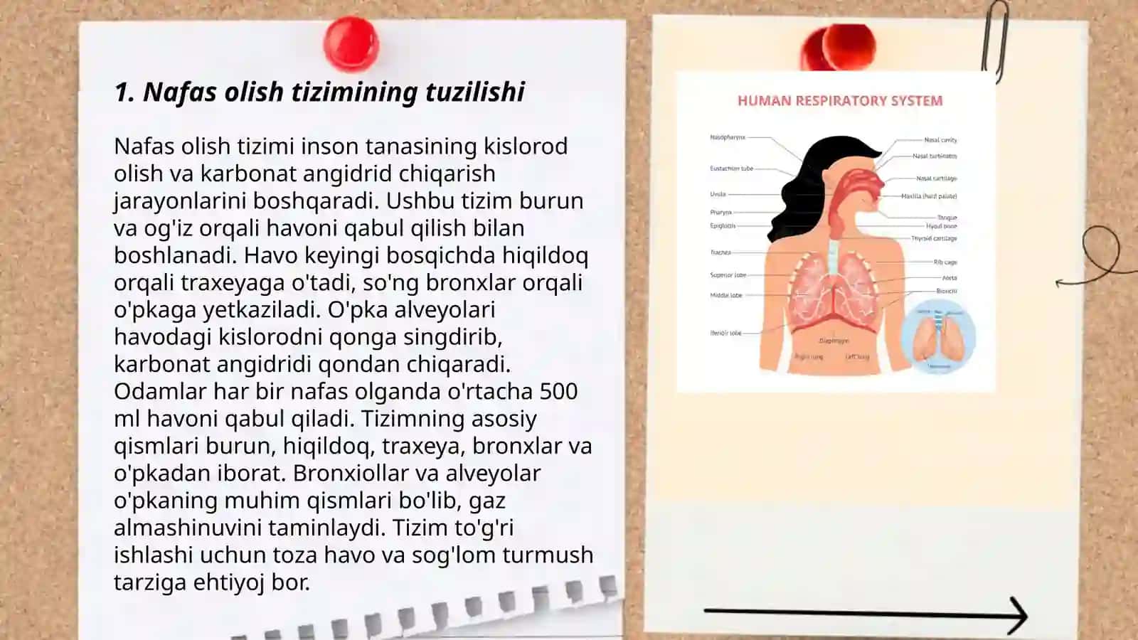 Nafas olish organlari 3