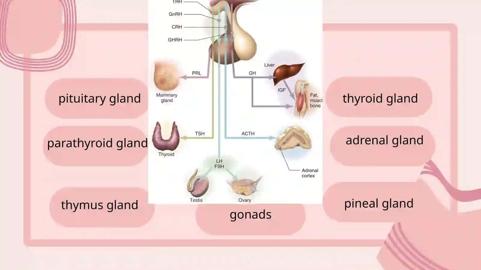 ENDOCRINE SYSTEM 3