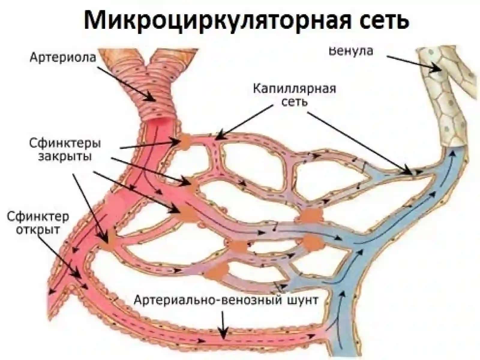 Periferik qon aylanishining buzilishi 3