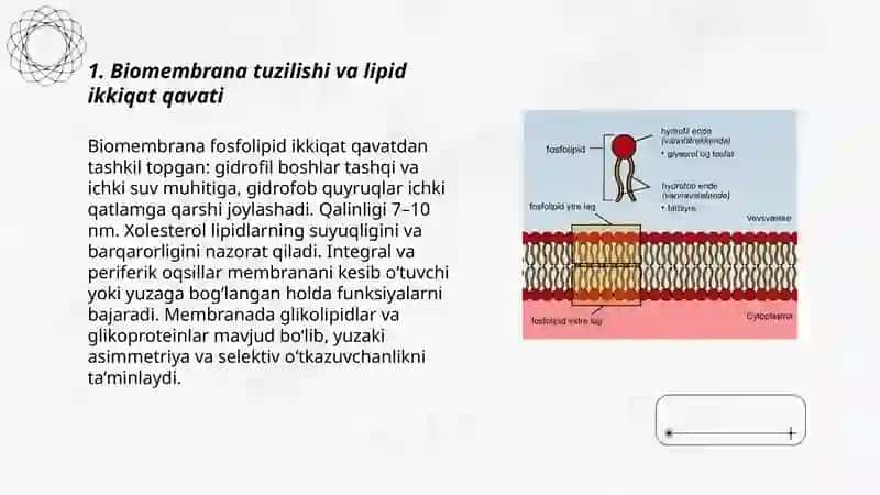 Biomembrana 3
