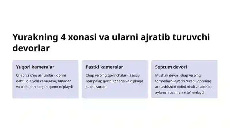 Yurak devorlari anatomiyasi 3