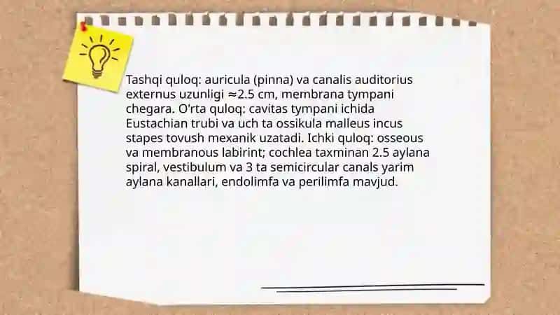 Eshituv va vestibulyar analizatorlar 3