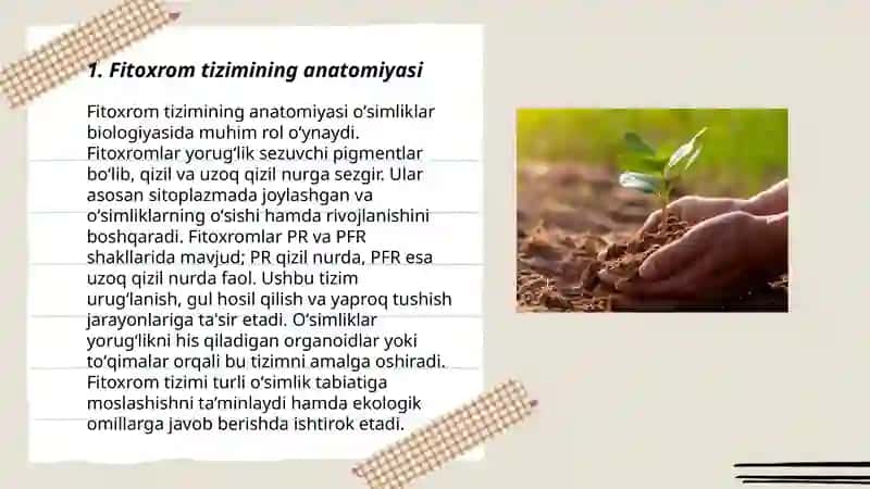 Fitoxrom tizimi va uning oʻsimliklarning oʻsishi va rivojlanishidagi oʻrni 3