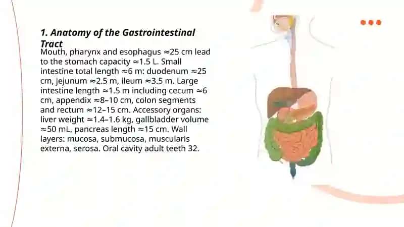 Digestive System 3