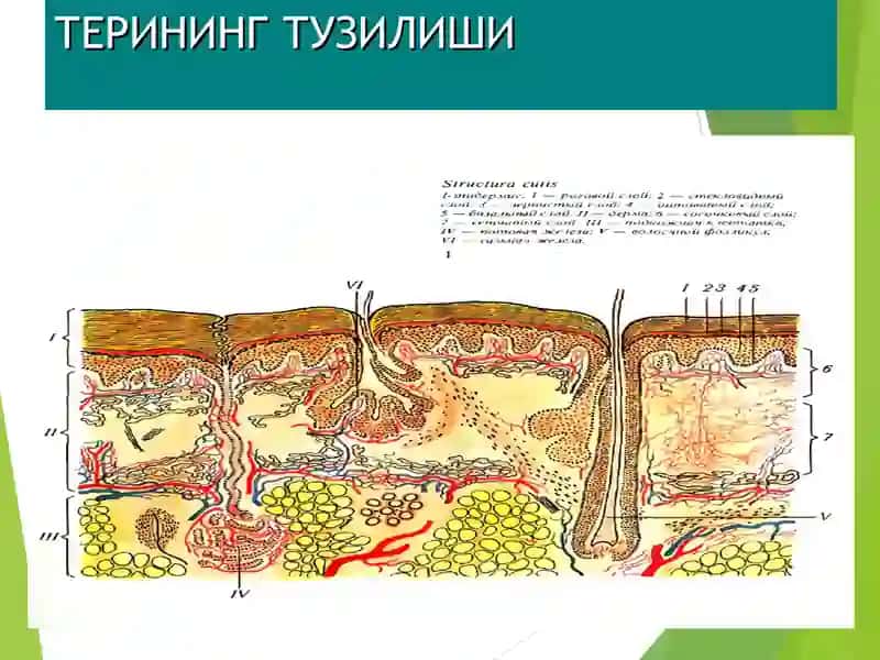 Терининг тузилиши, морфологик элементлари 3