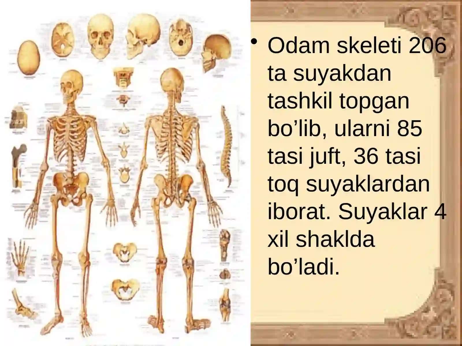SUYAKLAR TUZILISHI 3