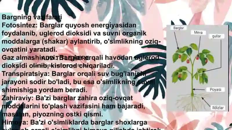 barg 3