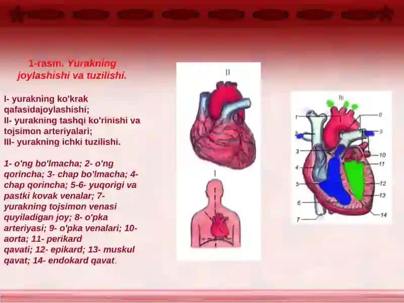 Qon aylanish sistemasi 3