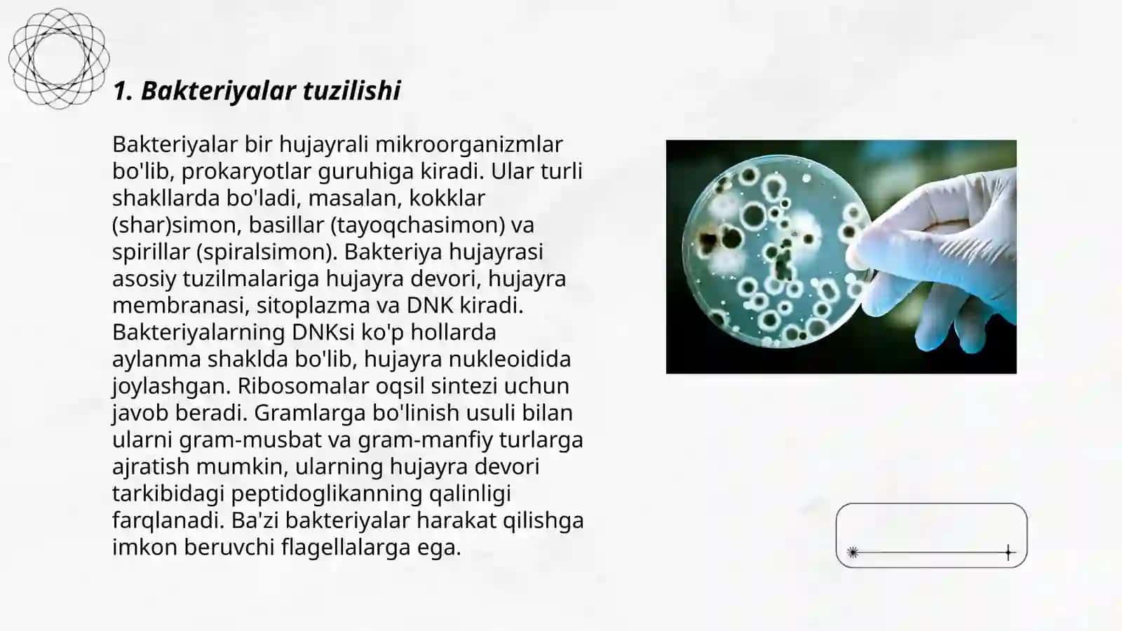 Bakteriyalar 3