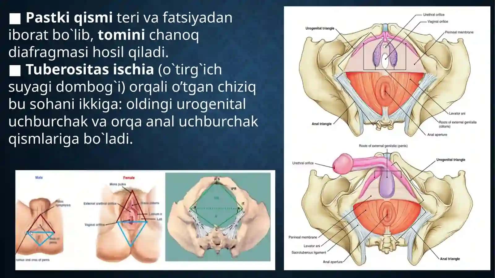 Perineum 3