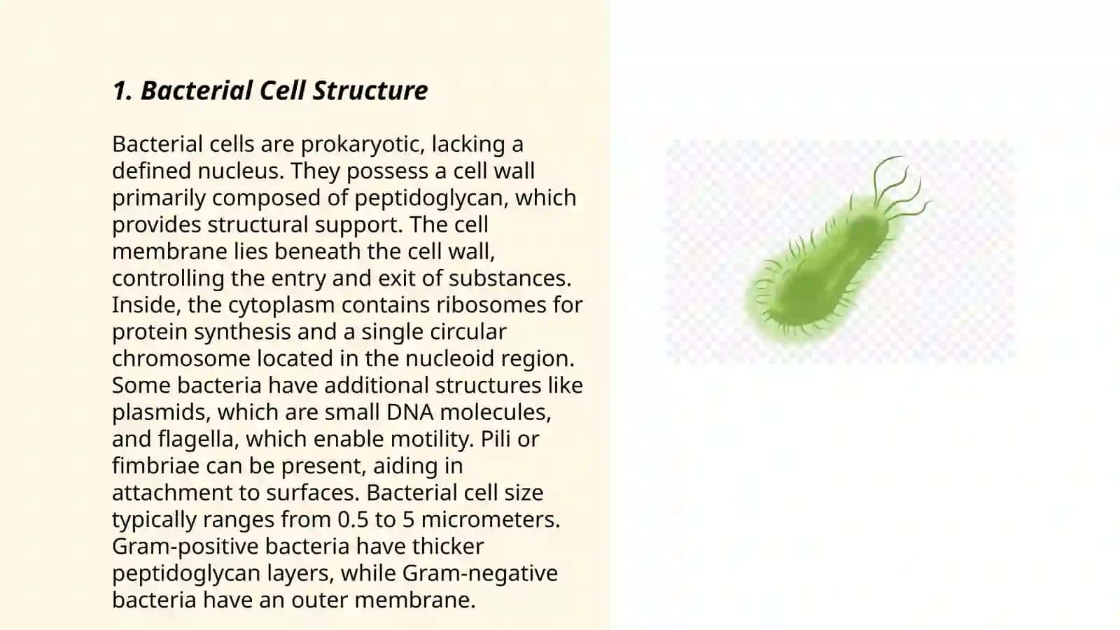 Bacteria 3