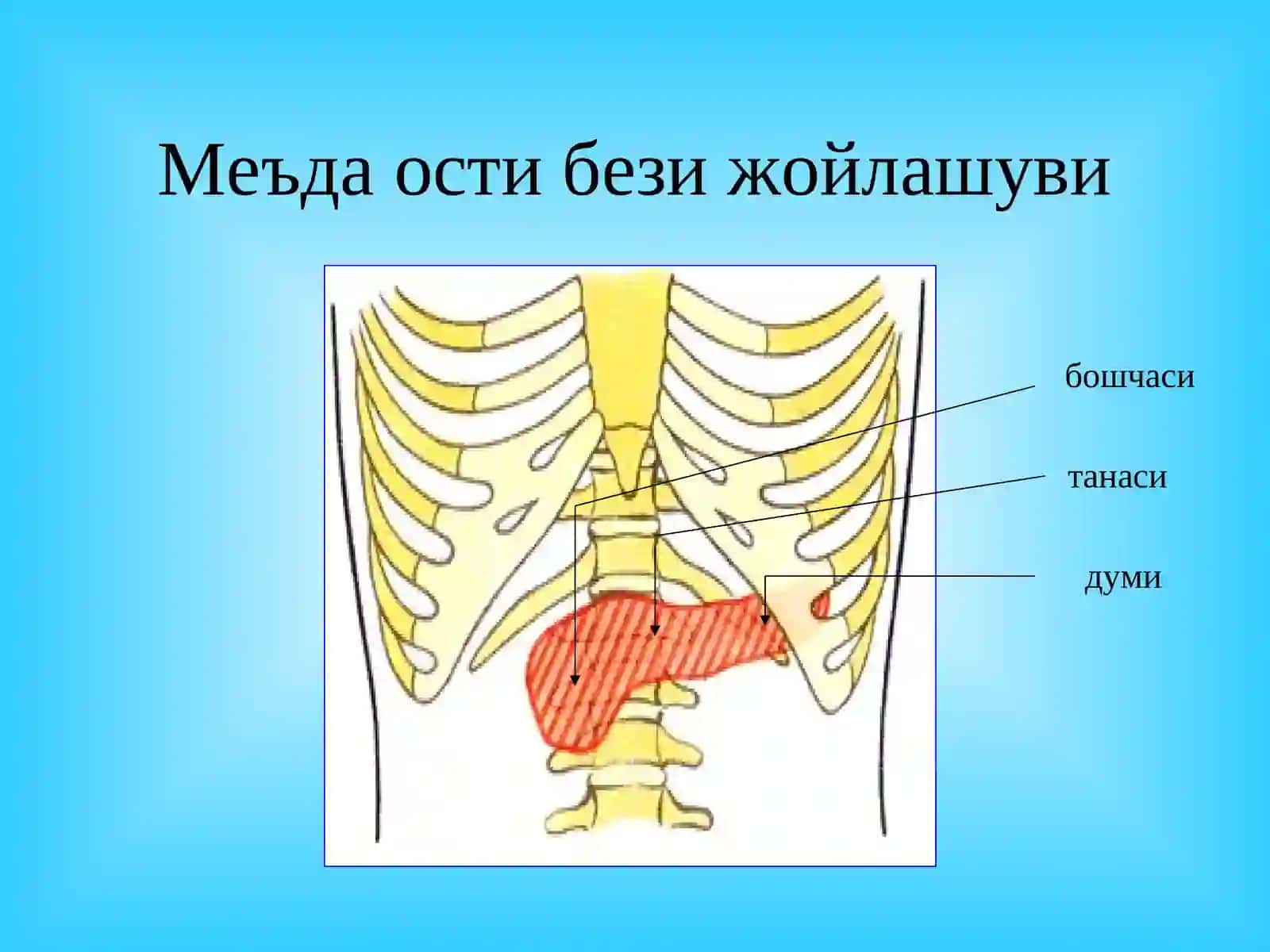 Меъда ости бези касалликлари 3