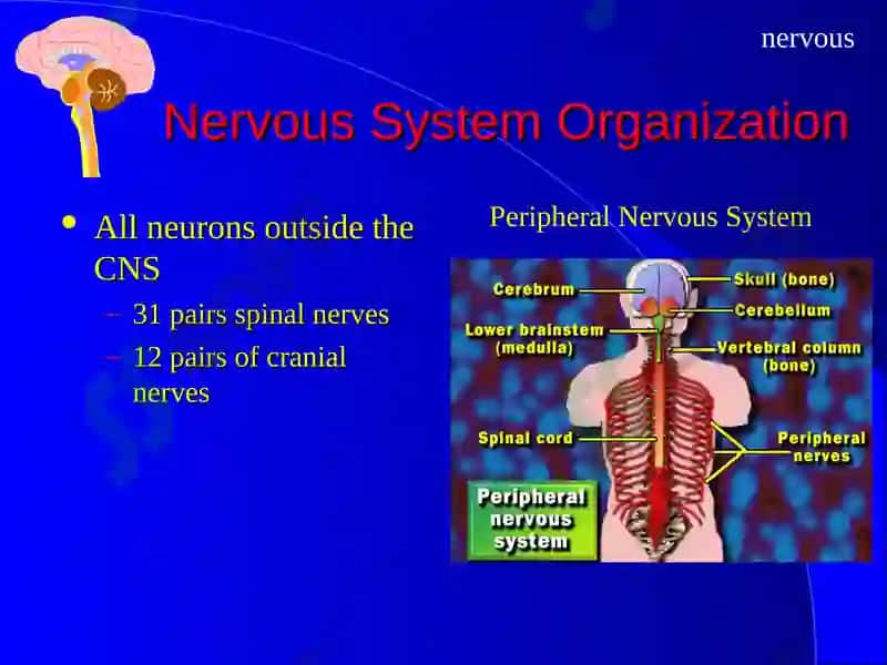 The Nervous System 3