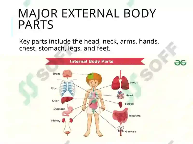 Human Body and Lifestyle 3