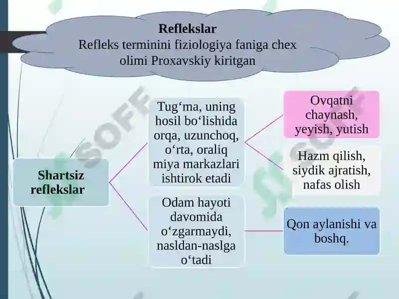 Oliy nerv faoliyati 3