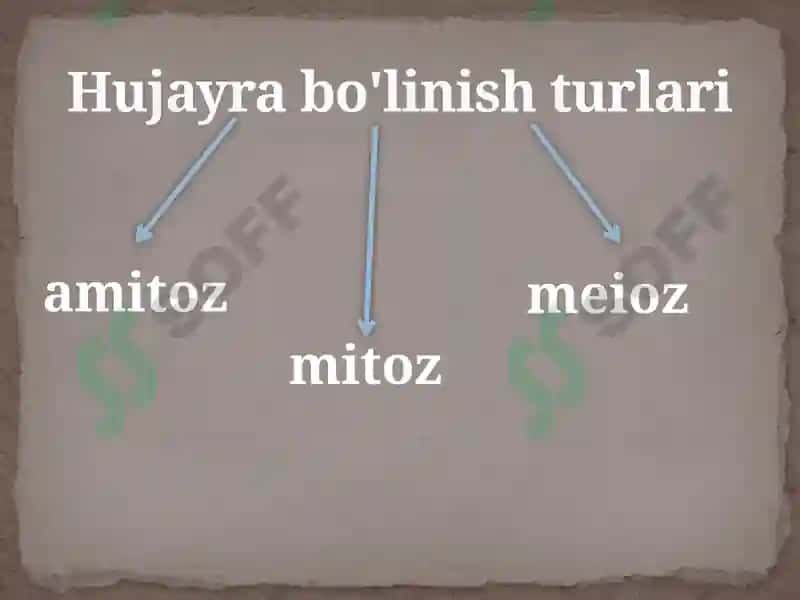 Hujayralarning bo’linish turlari 3