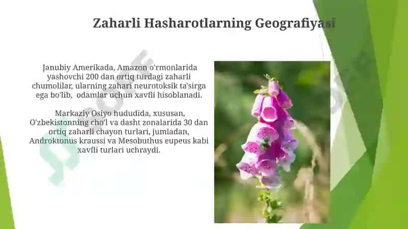 Zaharli Hashamatlar 3