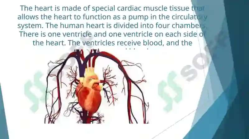 Heart and Vascular System 3