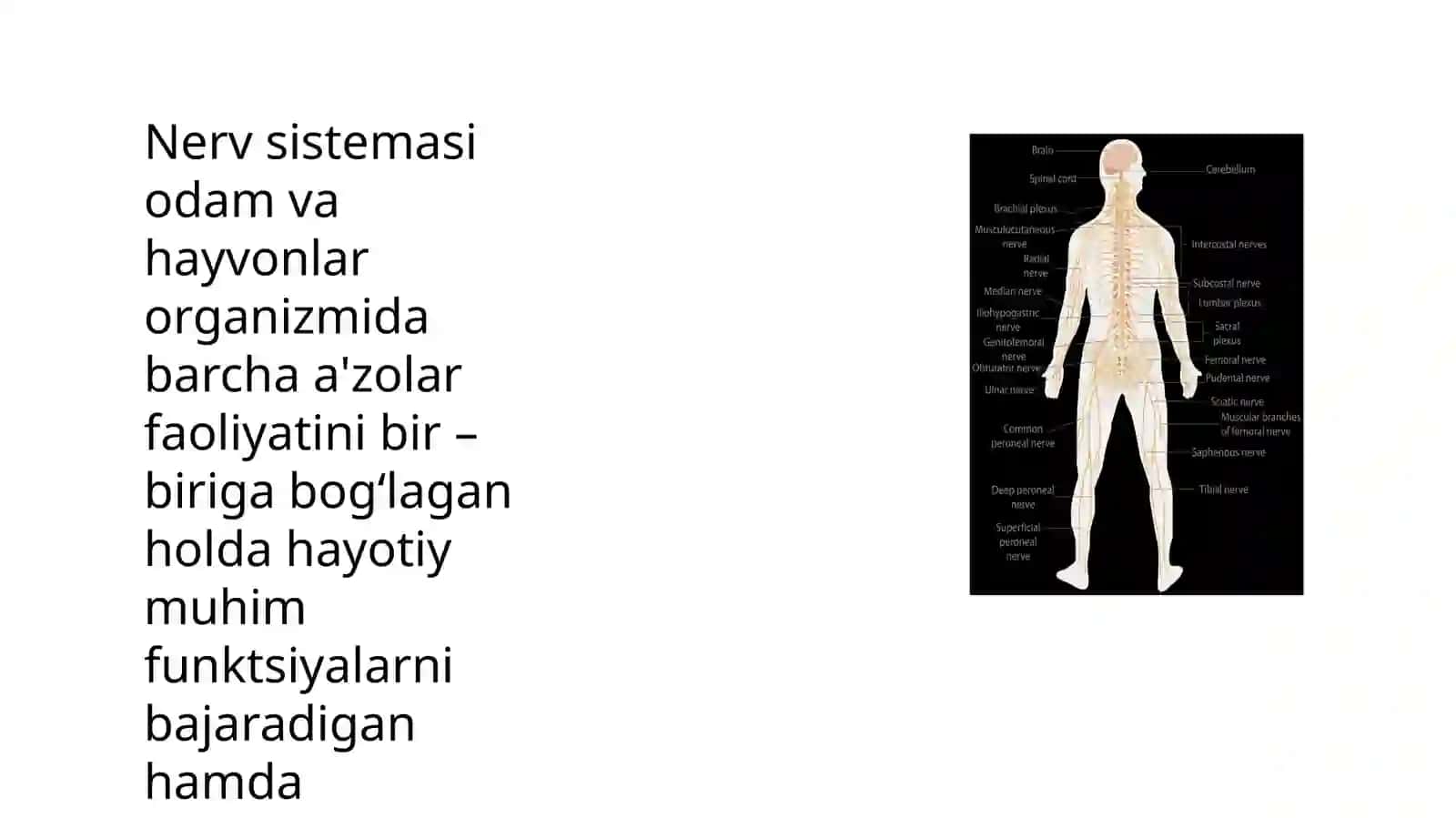 Bosh miya nervlari 3