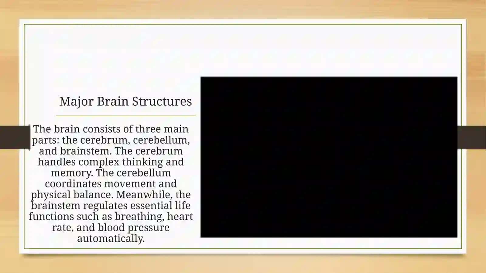 The Human Brain: An Overview 3