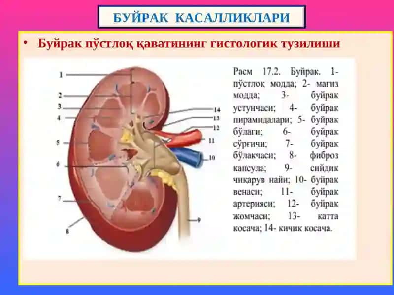 Буйрак Касалликлари 3