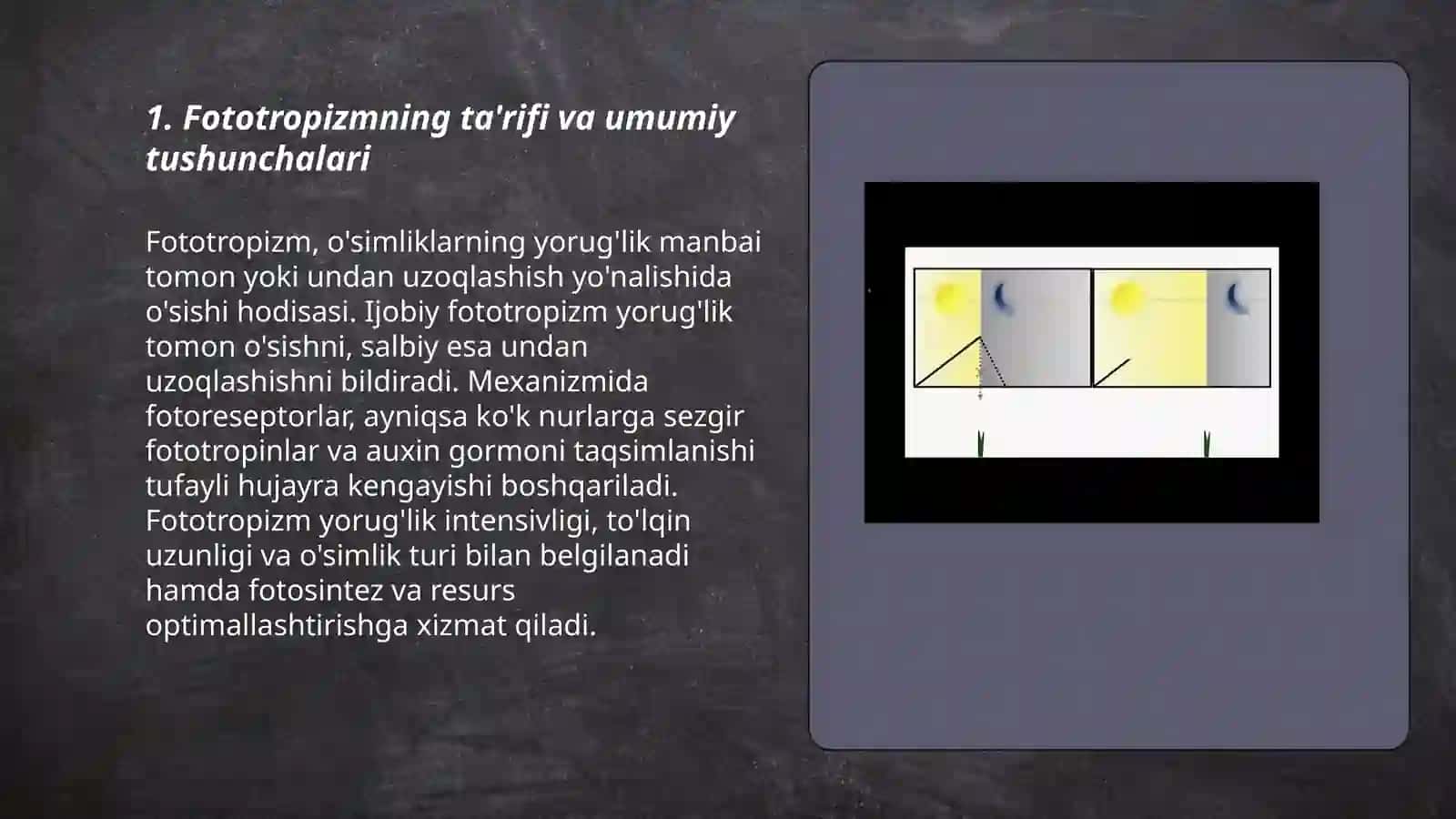 Fototropizm 3