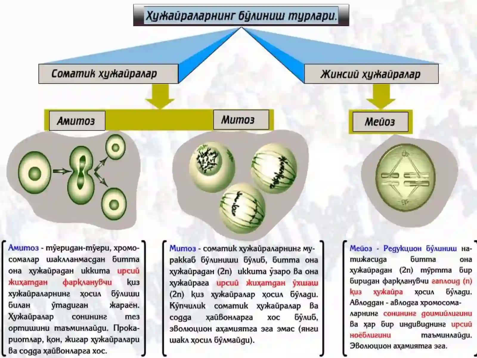MITOTIK BO’LINISH 3