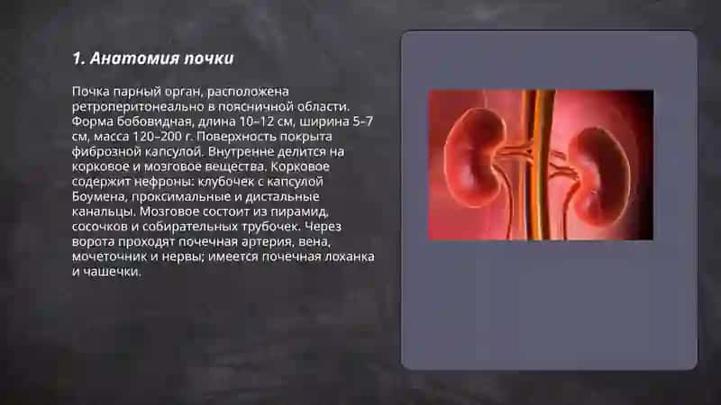 Почки 3