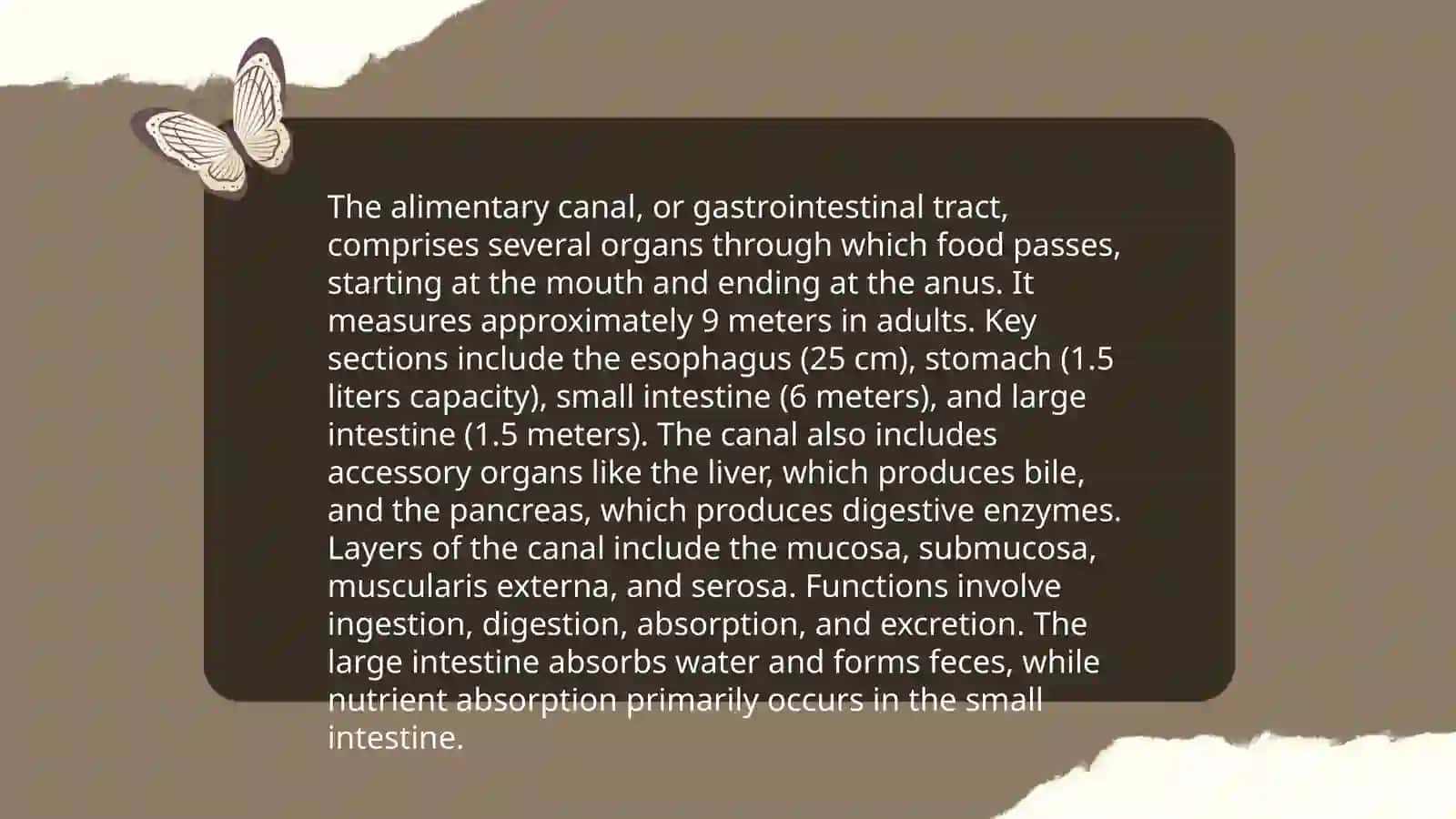 The Alimentary Canal 3