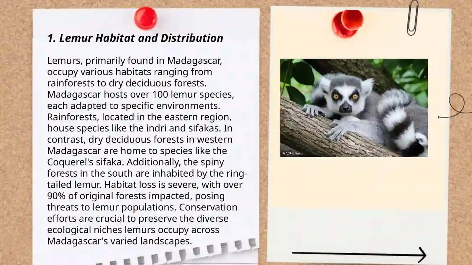 Lemur 3