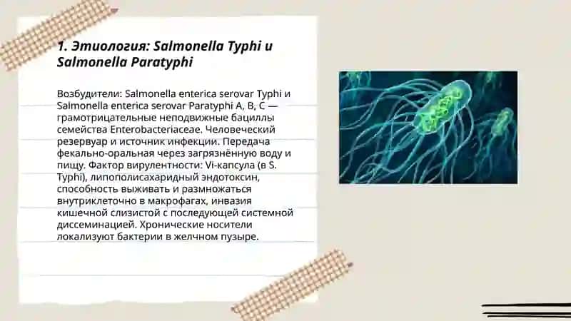 Тиф паратиф 3