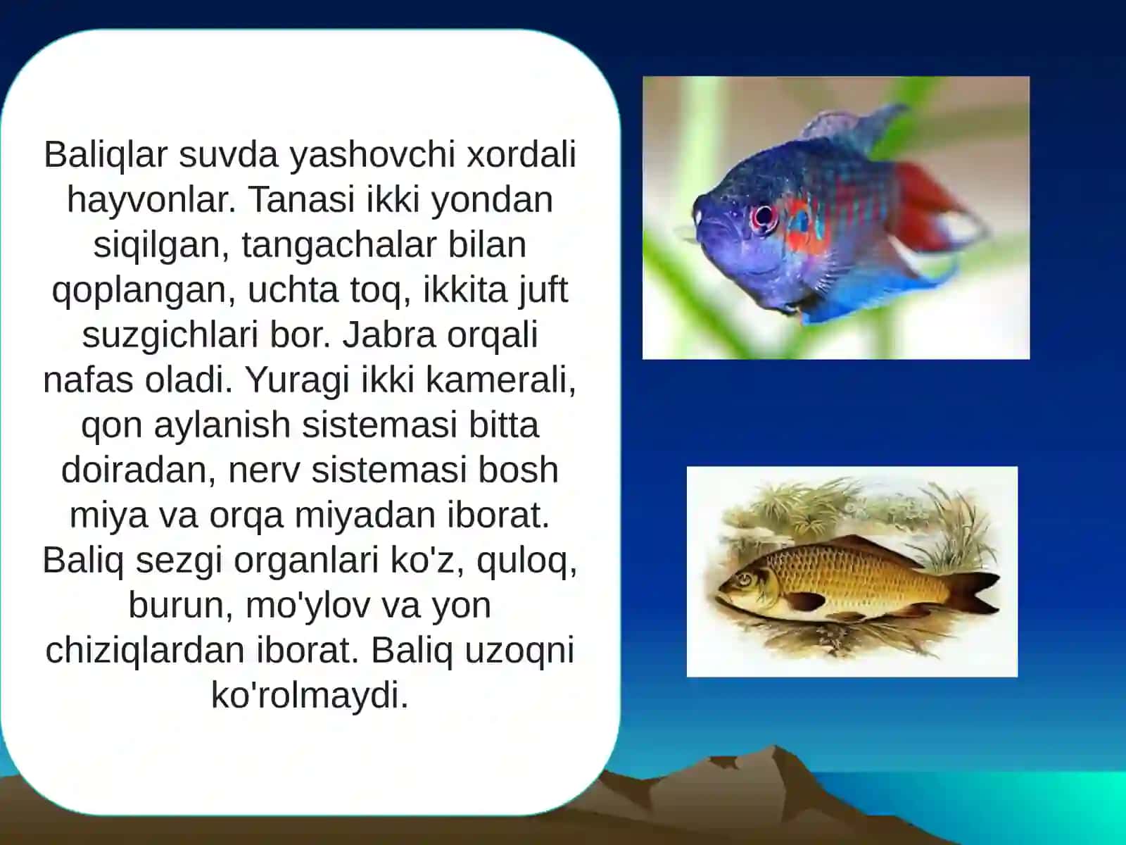 Baliqlar sistematikasi 3